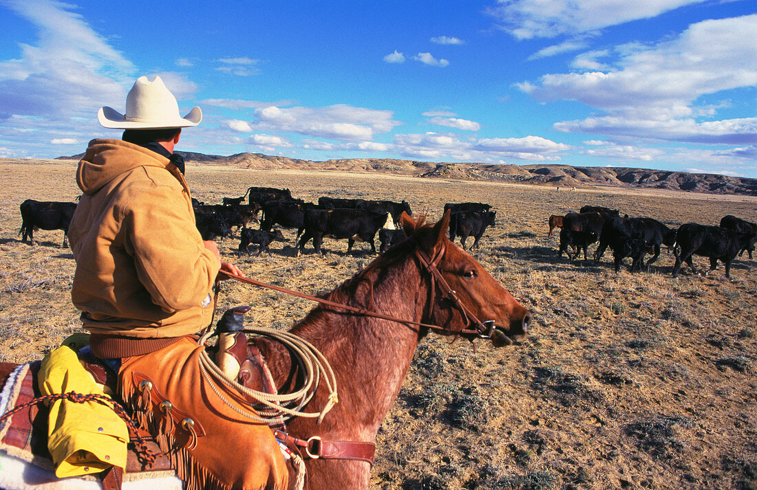 Cowboy Carrying out a Cattle Drive