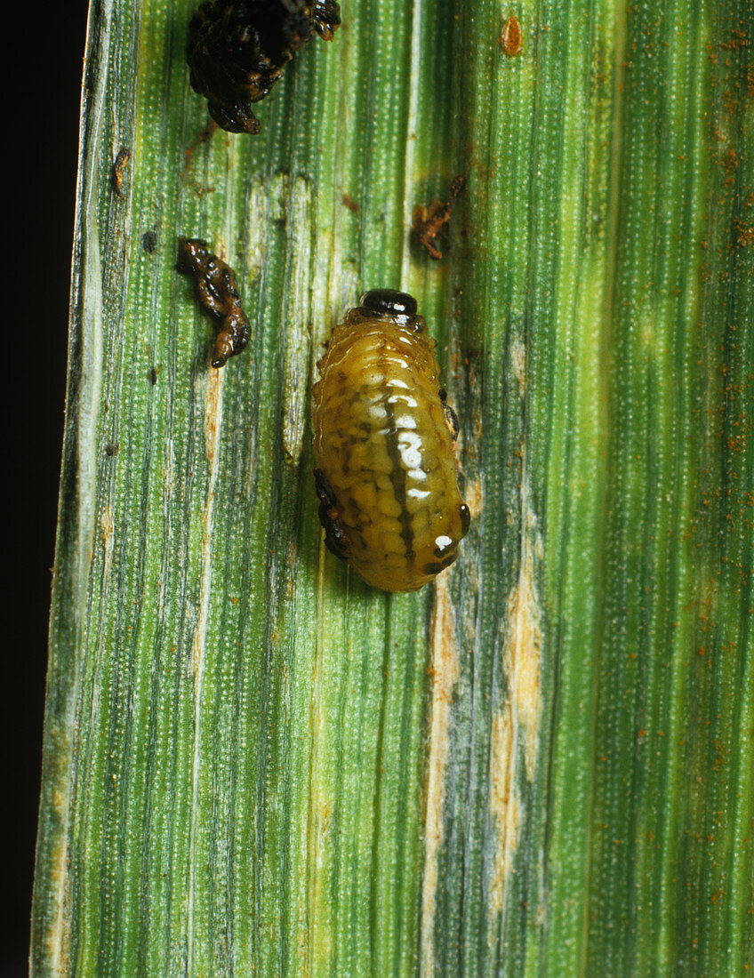 Cereal Leaf Beetle Larva