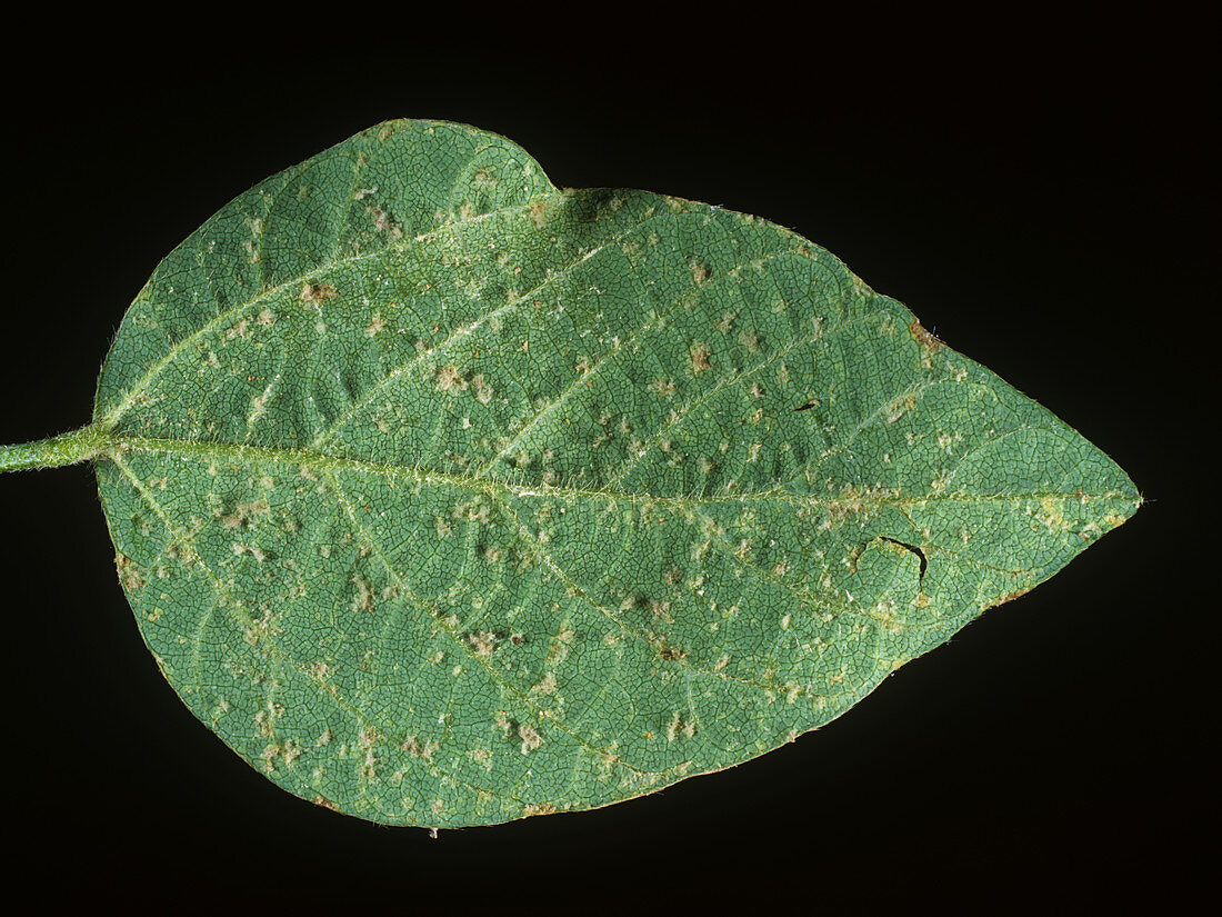 Downy Mildew on Soybean Leaf