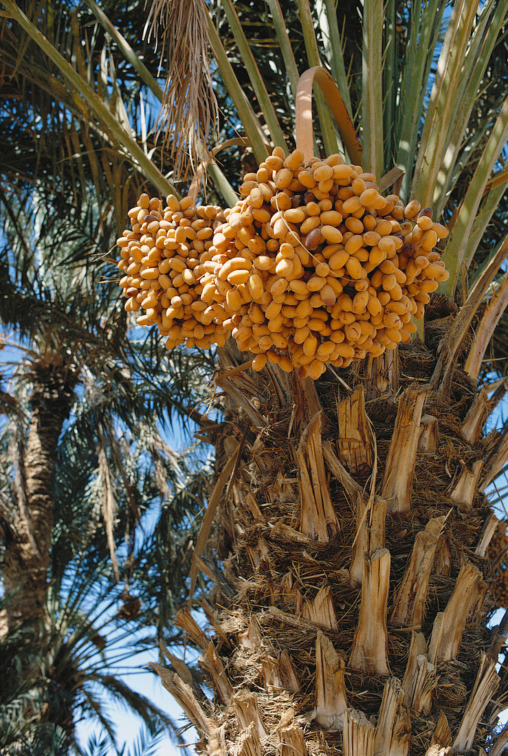 Dates in Morocco