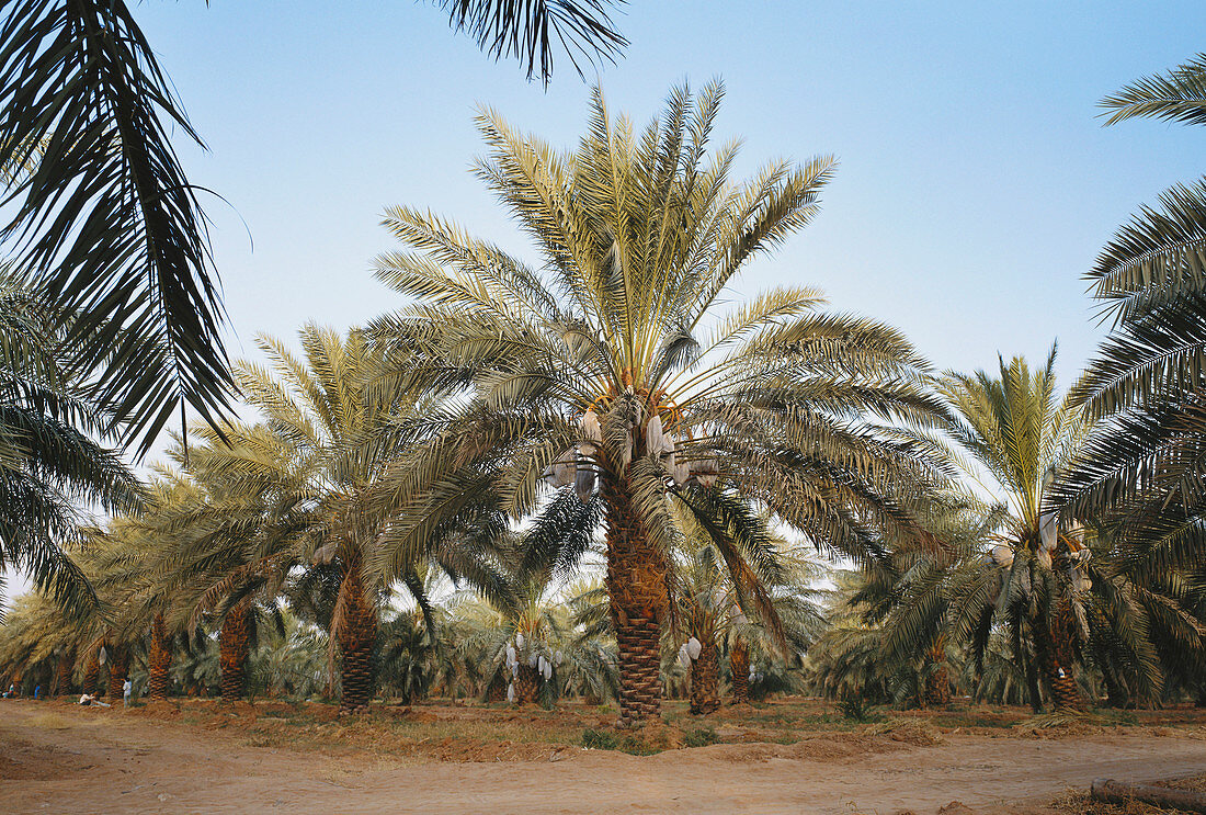 Date Palms,Saudi Arabia
