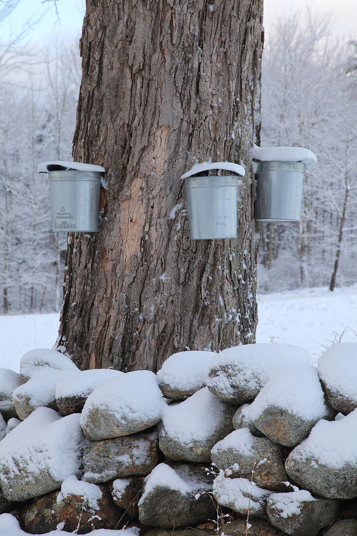 Maple Syrup Collecting