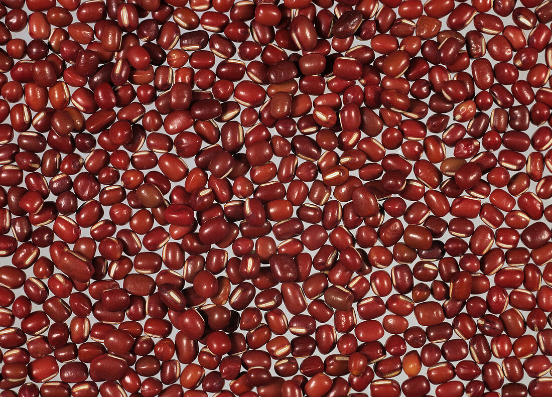 Azuki bean (Vigna angularis) seeds