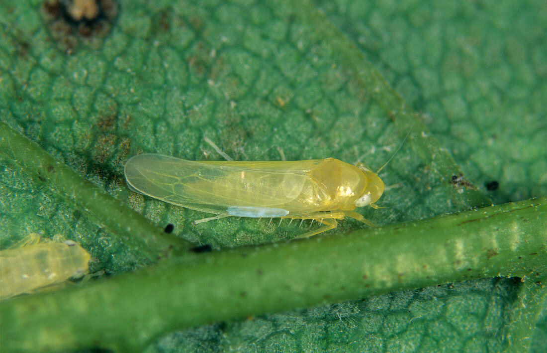 Sycamore leafhopper
