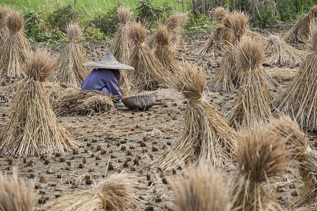 Harvesting Rice in China