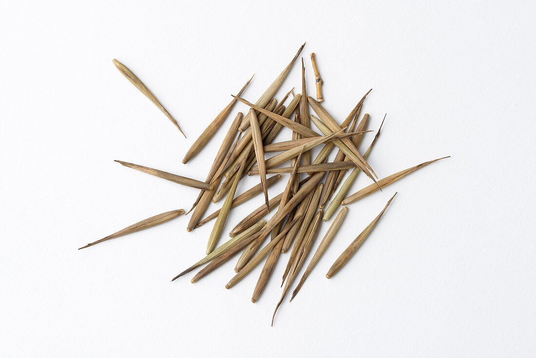 Bamboo seeds