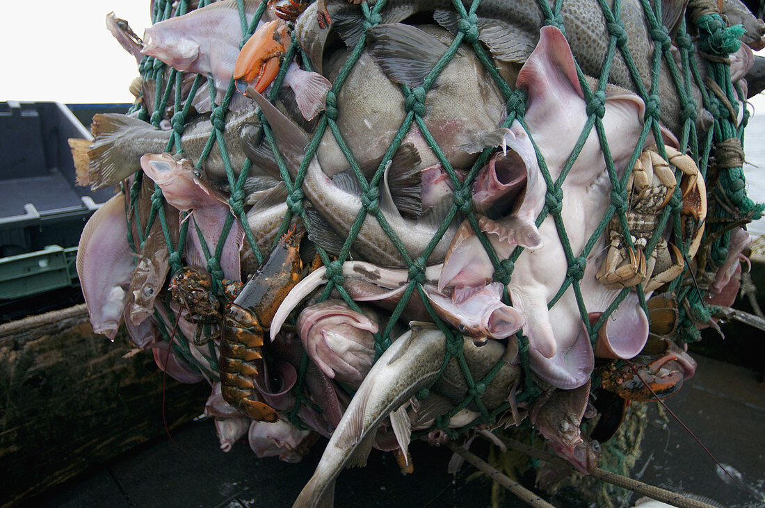 Fishing dragger hauls in net full of fish