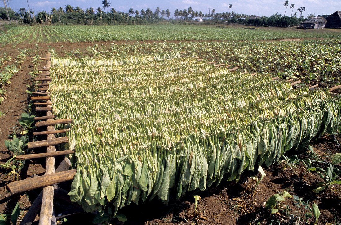Tobacco Leaves Drying,Cuba