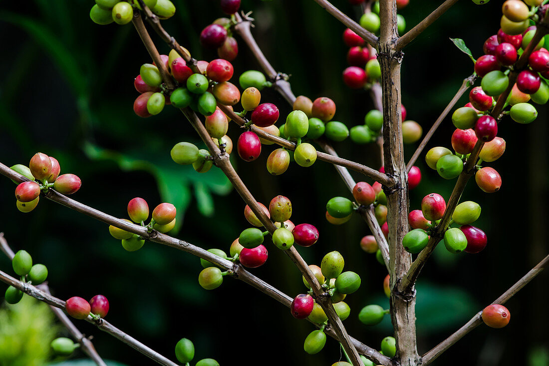 Coffee Beans Ripening