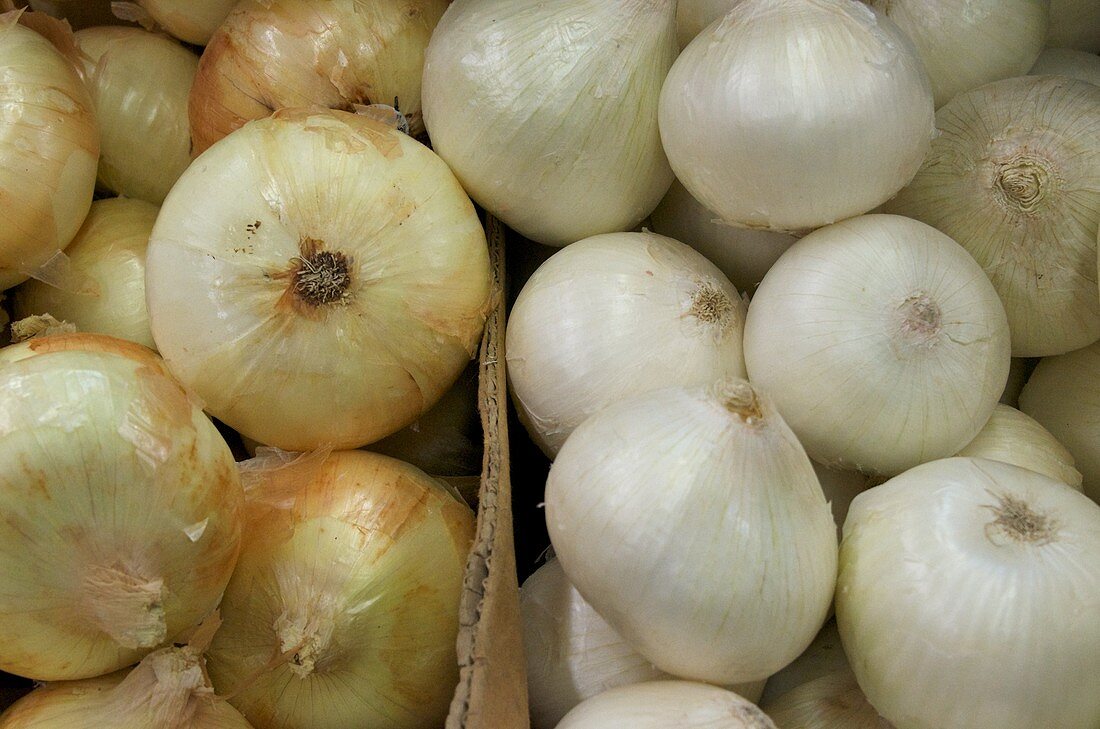 Vidalia and White Onions