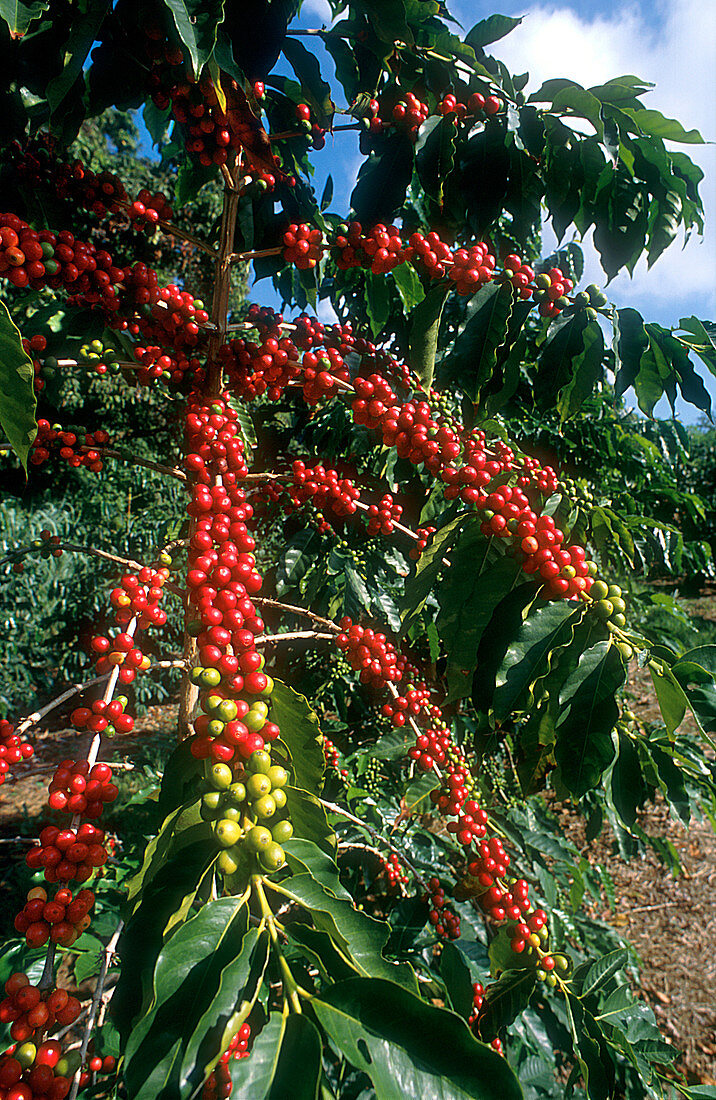Coffee Tree in Fruit