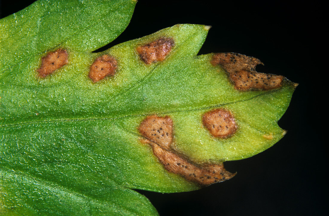 Leaf spot (Septoria apiicola)