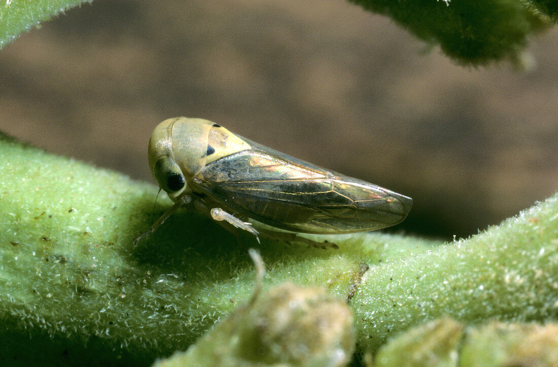 Mango hopper (Idioscopus niveosparsus)