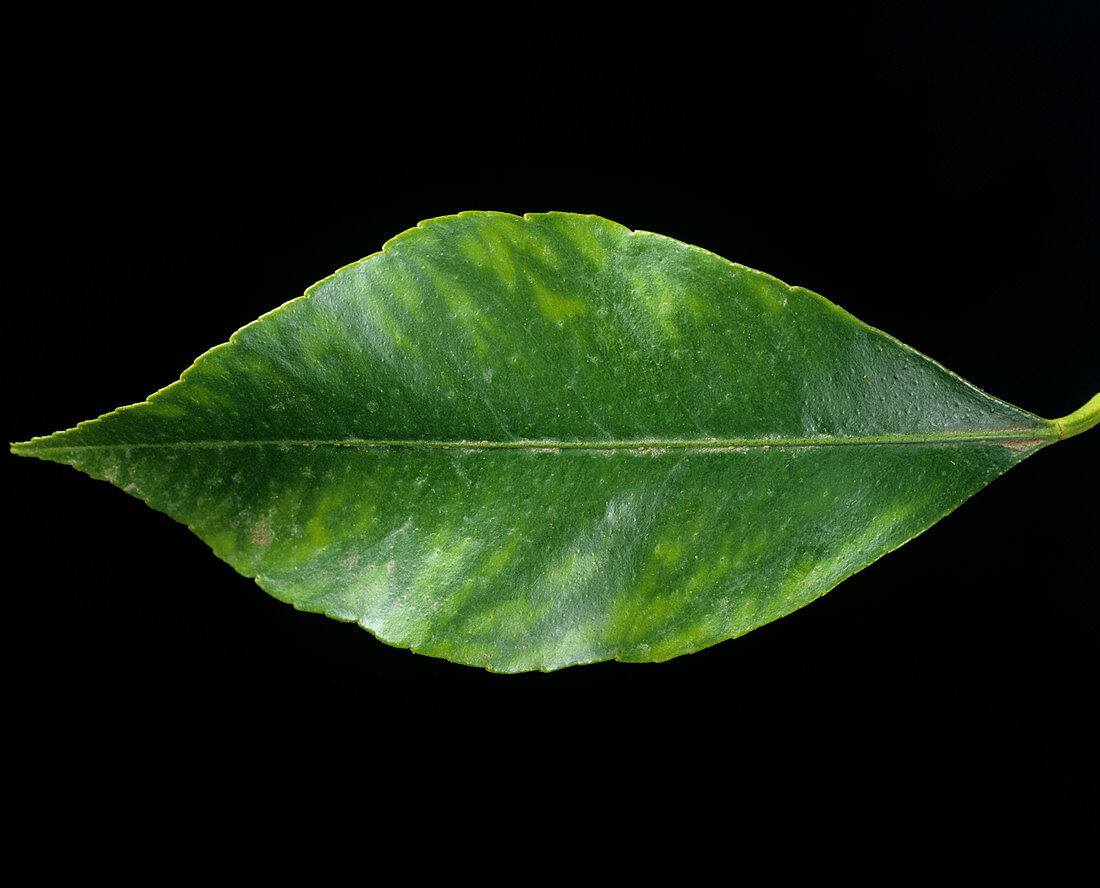 Manganese deficiency in lemon leaf