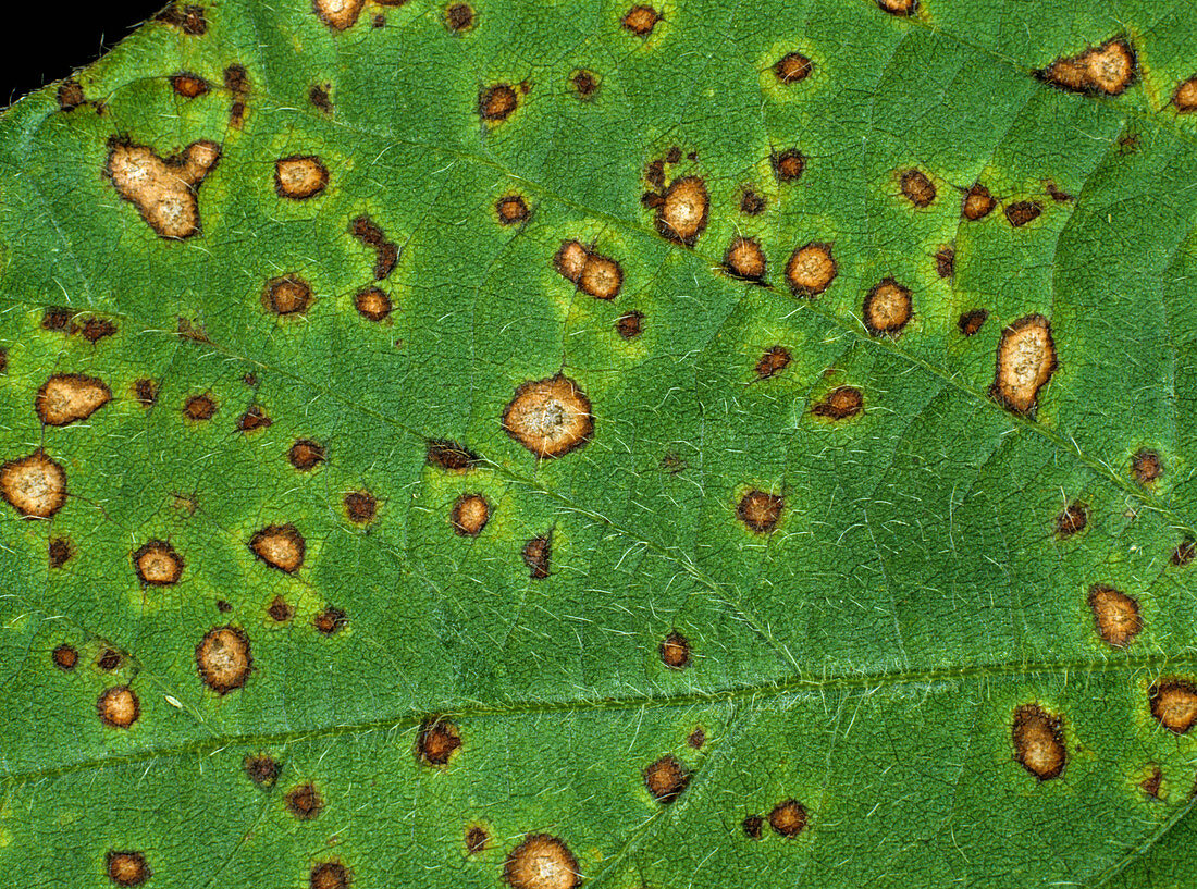 Frog eyed leaf spot on soya
