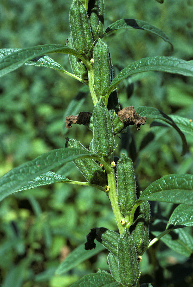 Seedpods on sesame plant