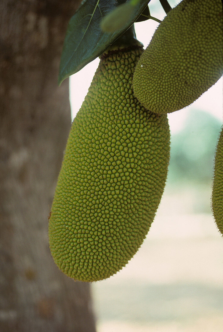 Jackfruit (Artocarpus heterophylla)