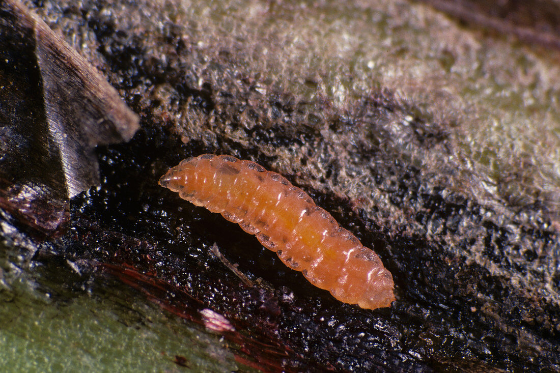Gall midge (Reseliellia sp.)