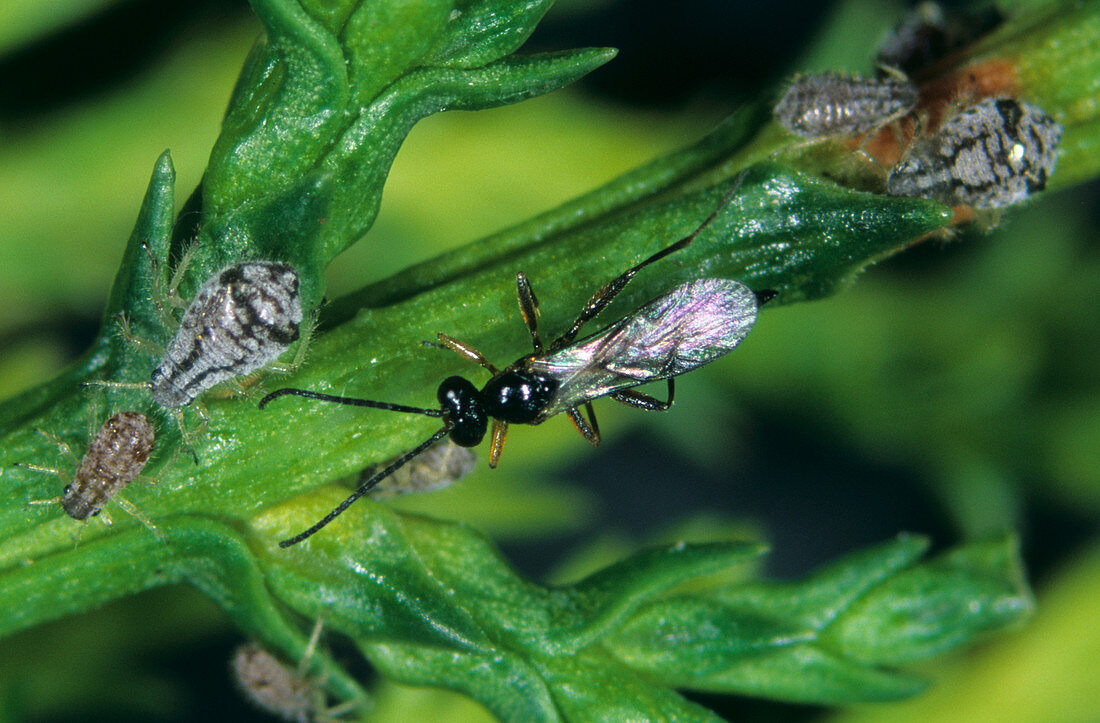 Parasitoid wasp (Pavesia juniperorum)
