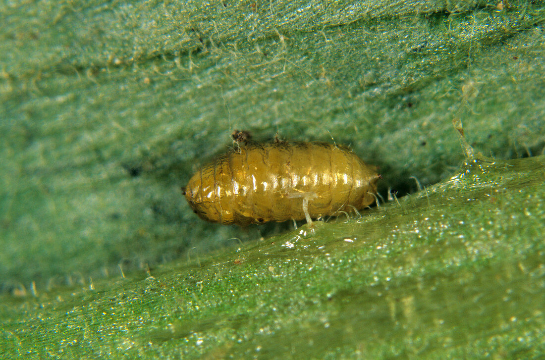 South American leaf miner