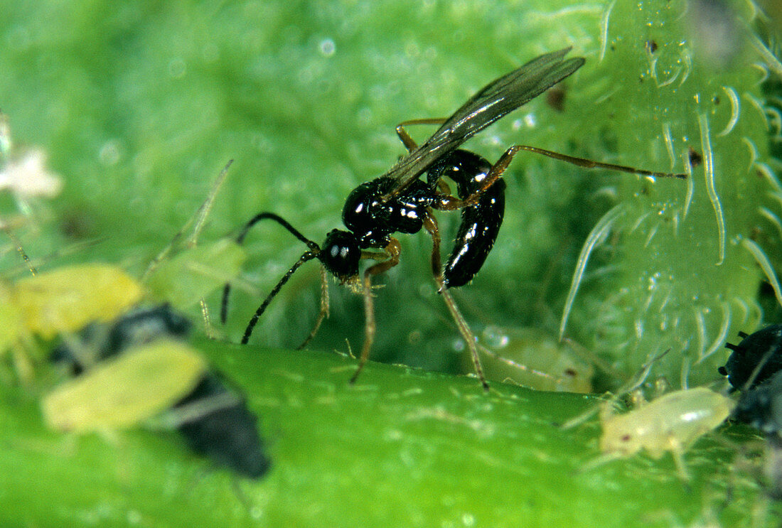 Parasitoid wasp (Aphidius ervi)