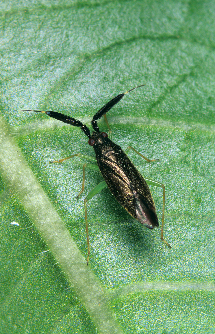 Predatory bug (Heterotoma planicornis)