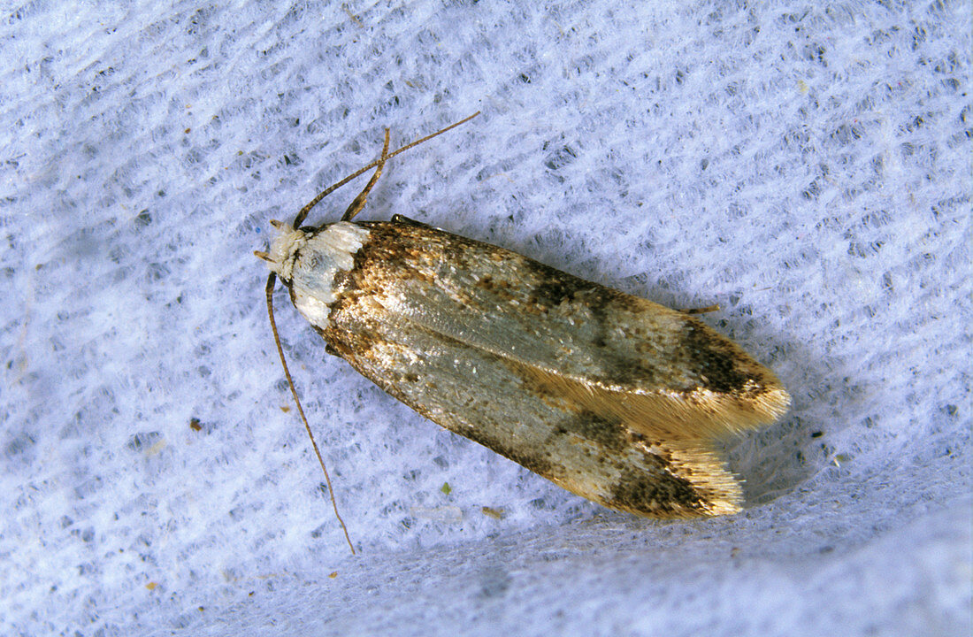 White shouldered house moth