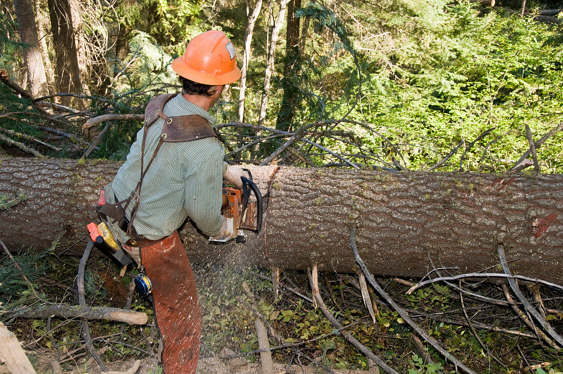 Sawyer Cutting a Tree