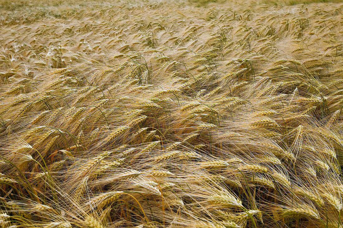 Danish Wheat Field