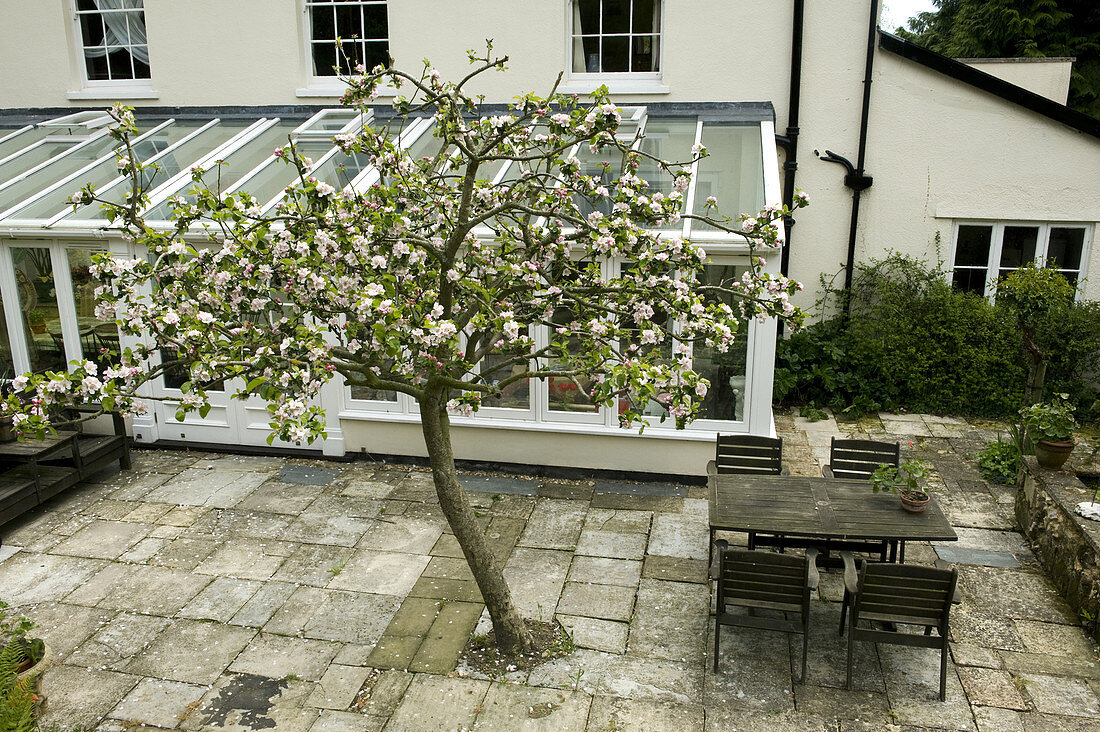 Bramley Apple Tree in Garden