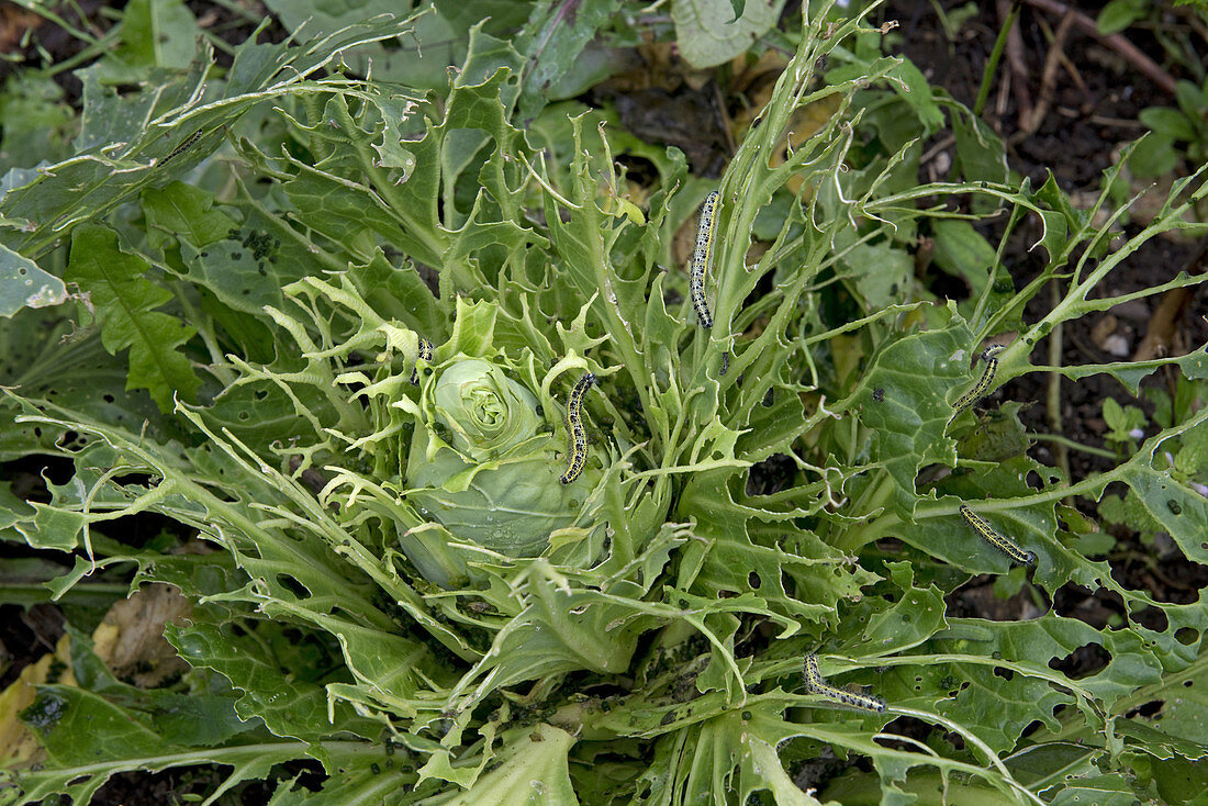 Cabbage with Caterpillar Damage