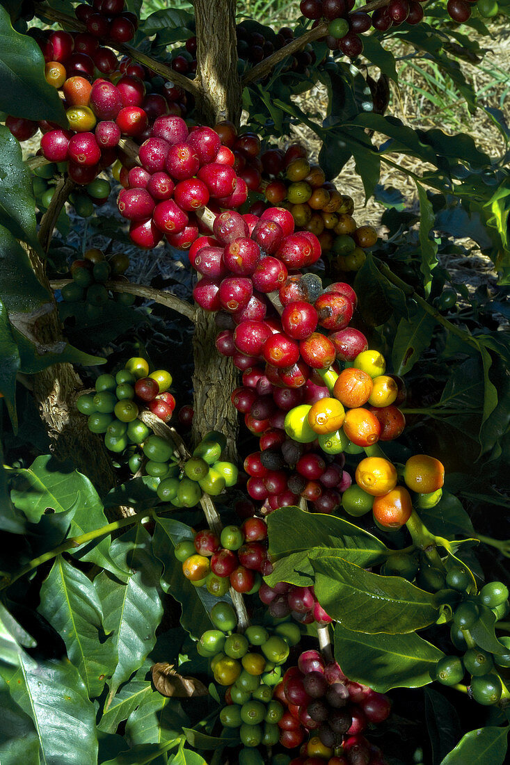 Ripe Coffee Berries