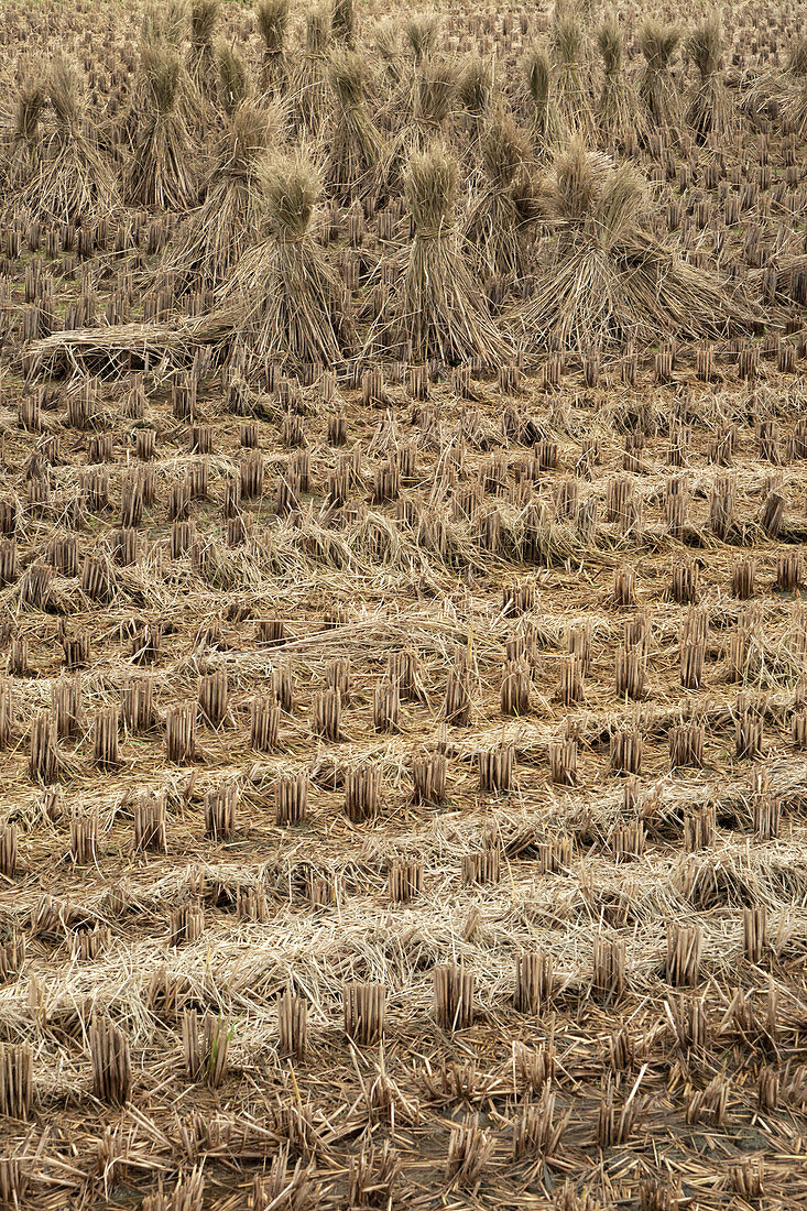 Drying Rice in the Town of Heguri,Japan