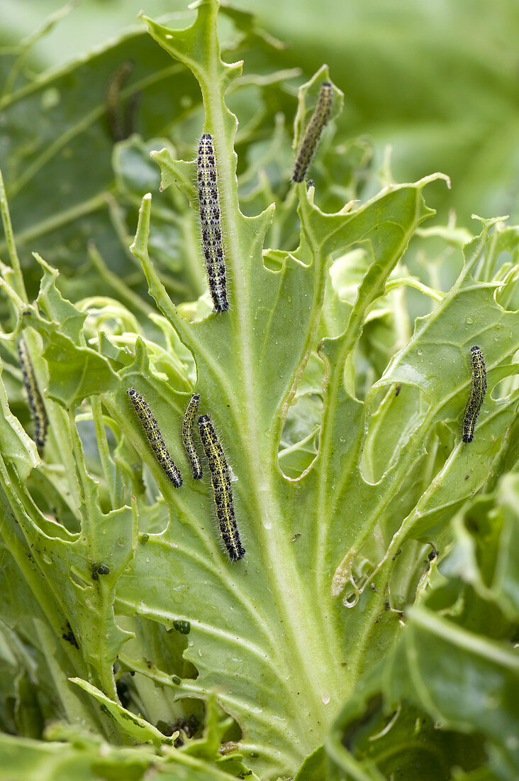 Caterpillar Damage to Cabbage