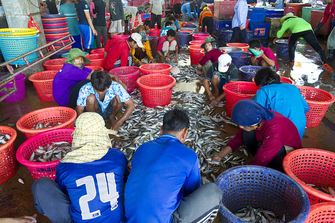 Fisherman Sorting Fish,Thailand