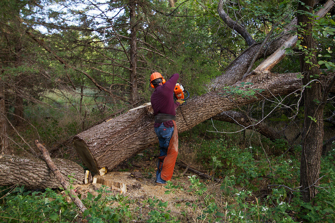 Logger cutting a walnut tree