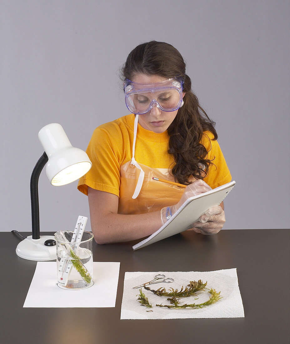 Student Experiments with Elodea Plant