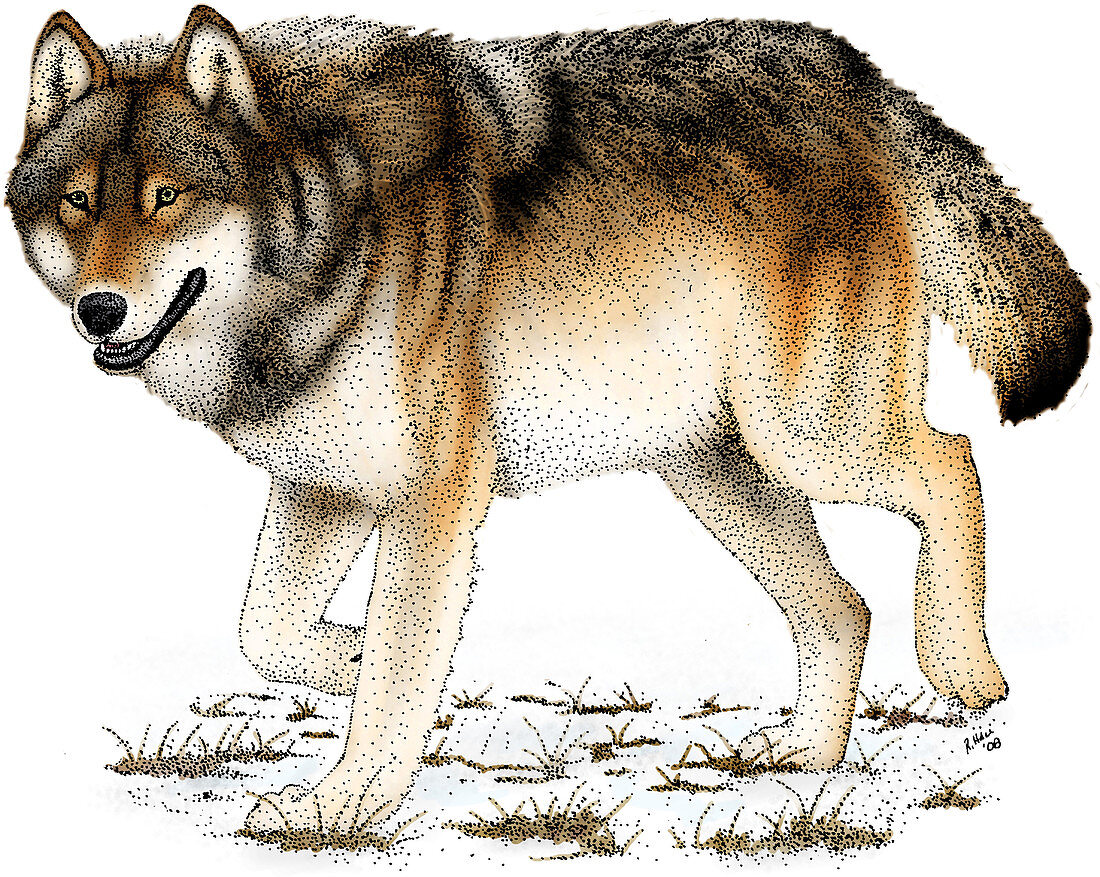 Gray or Timber Wolf,Illustration