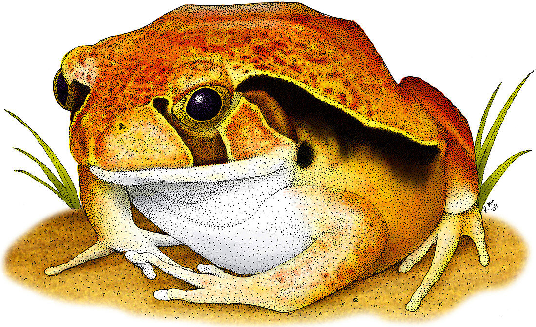 Tomato Frog,Illustration