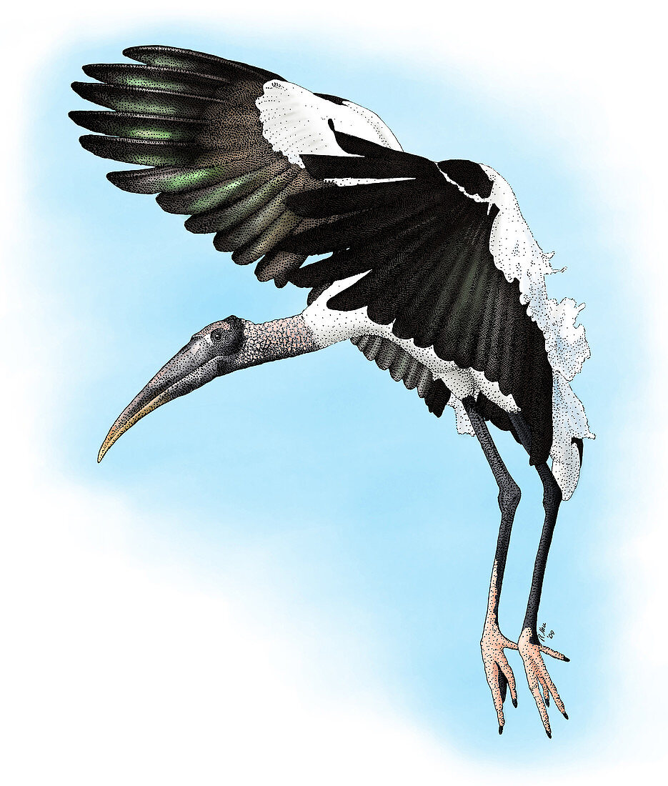 Wood Stork,Illustration