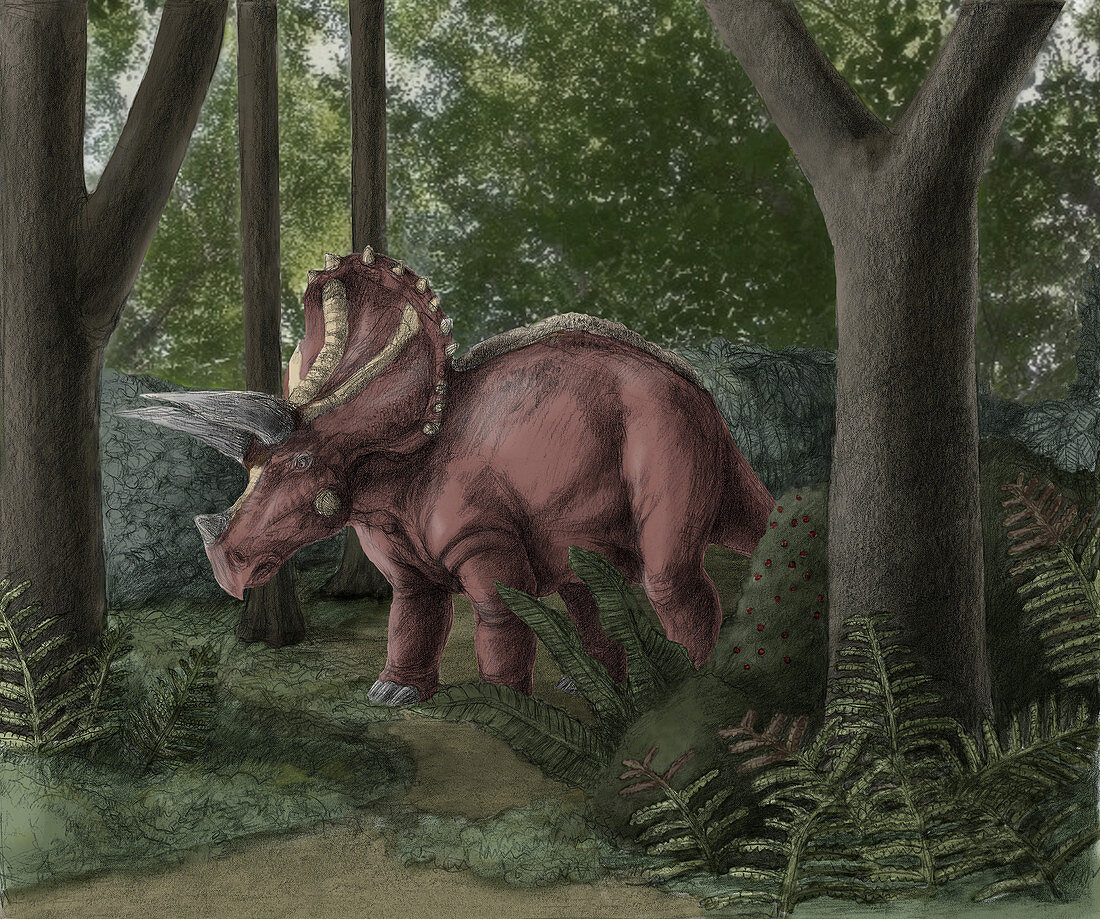 Triceratops,Illustration