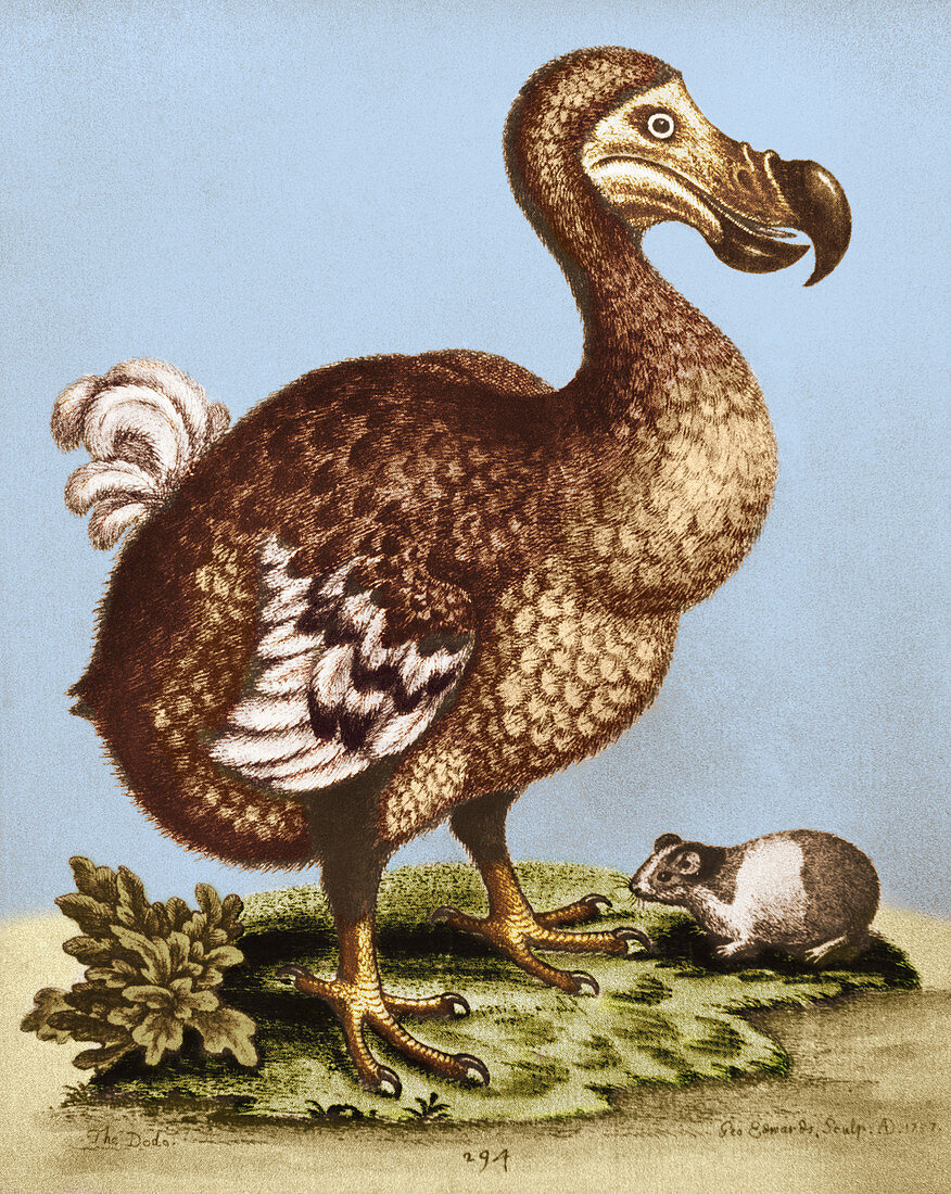 Dodo,Illustration
