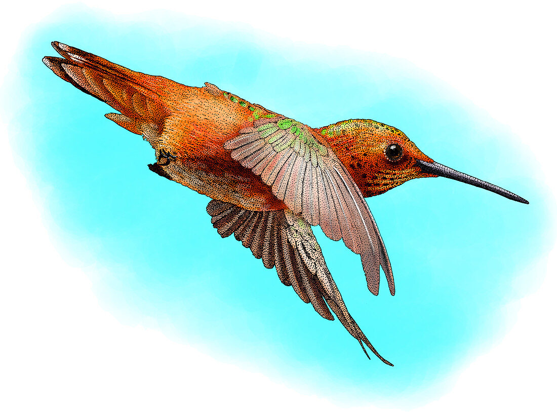 Allen's Hummingbird,Illustration