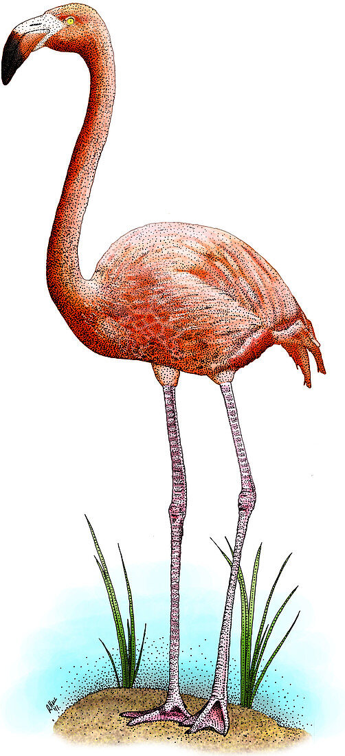 American Flamingo,Illustration