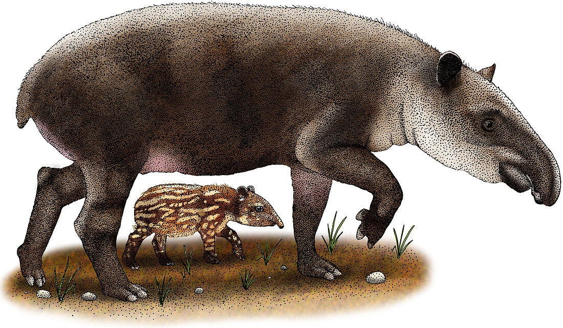 Baird's Tapir,Illustration