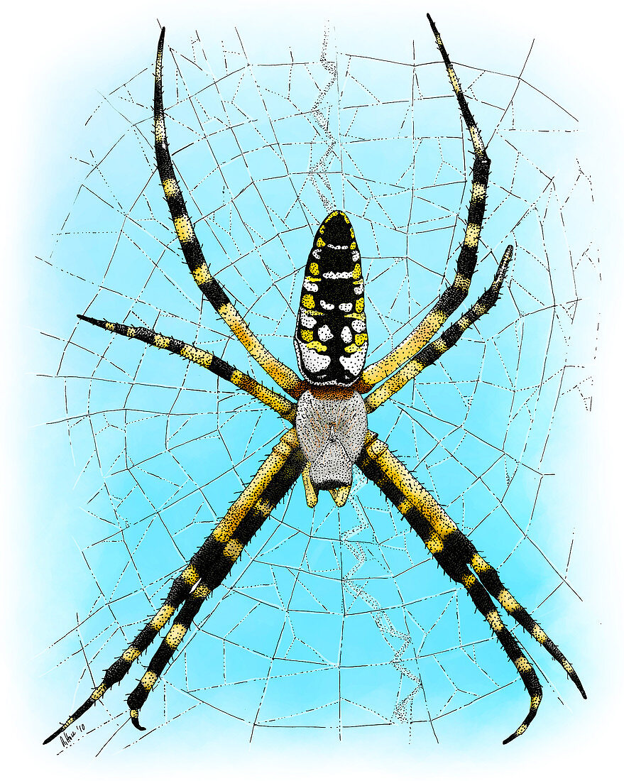 Garden Spider,Illustration