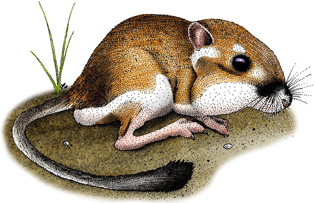 California Kangaroo Rat,Illustration