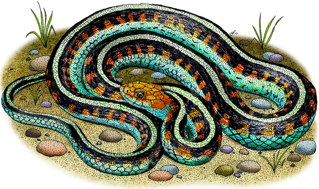 California Garter Snake,Illustration
