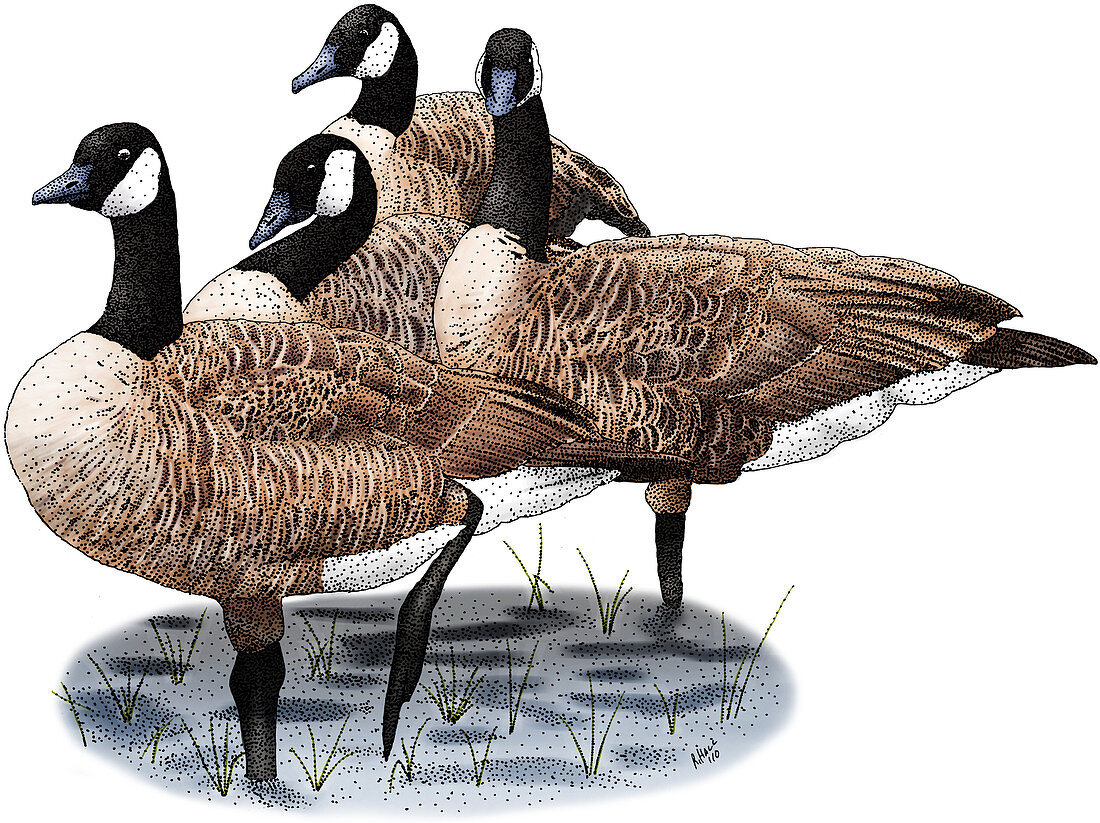 Canada Geese,Illustration