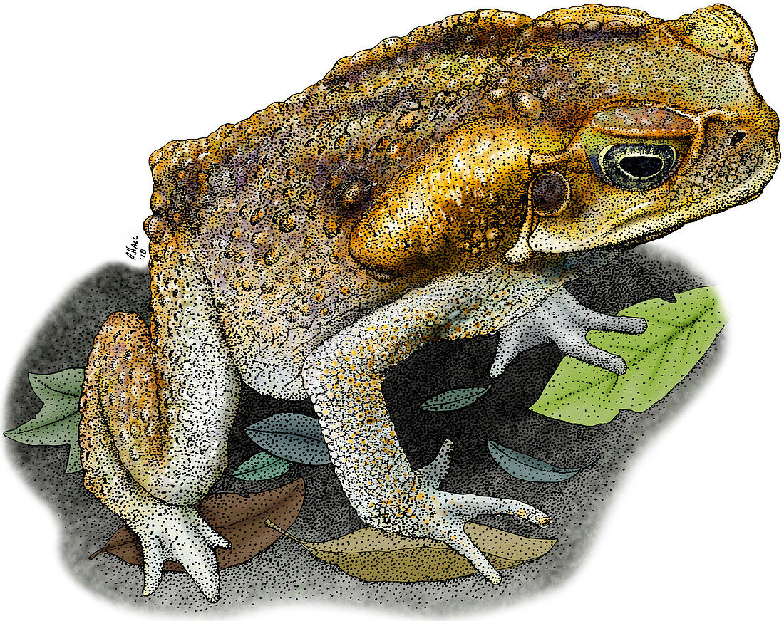 Cane Toad,Illustration